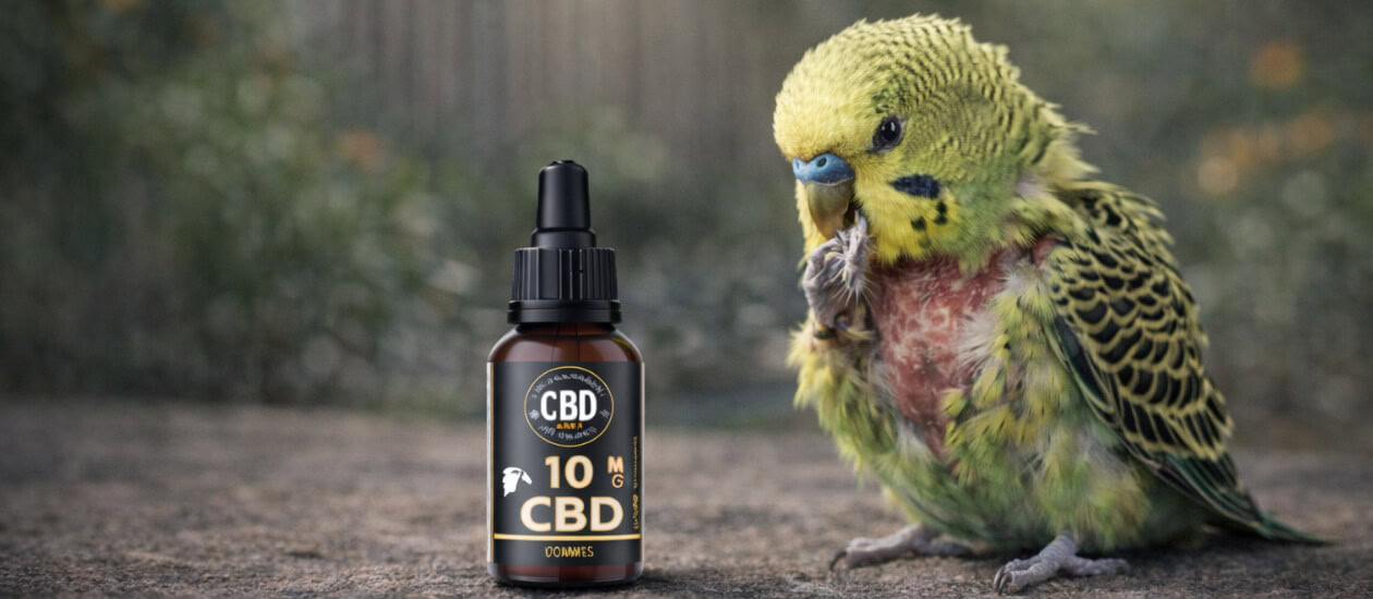 Inhoudsopgave Wat is stress bij grasparkieten? Veelvoorkomende oorzaken van stress bij grasparkieten Hoe herken je stress bij je grasparkiet? Waarom CBD olie bij grasparkiet stress? Dosering CBD olie bij gestreste grasparkieten Hoe geef je CBD olie aan je grasparkiet? Is CBD olie veilig voor grasparkieten? CBD olie én aanvullende maatregelen Interne links binnen het vogelcluster […]